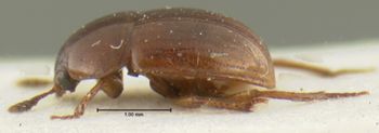 Media type: image;   Entomology 33316 Aspect: habitus lateral view